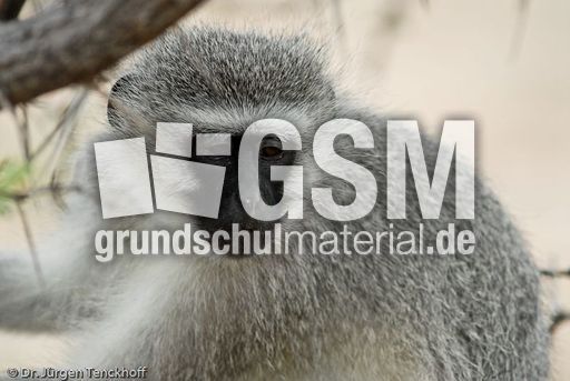 Grüne Meerkatzen (45 von 67).jpg